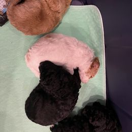 Poodle Puppies from Reuter Clan Poodles