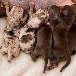 Boy 2 with white chest - Chocolate and tan male Dachshund puppy in Madison, Wisconsin from SK Miniature   Dachshunds