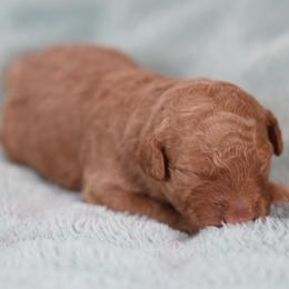 Ginny - female Golden Mountain Doodle puppy in Murray, Utah from Good Looking Dogs