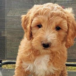 Aussiedoodle Puppies from Color Country Doodles