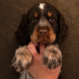 Joker - Tri-Roan male English Springer Spaniel puppy in Fort White, Florida from Thunderbird Springers