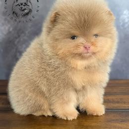 Biscotti - Lavender male Pomeranian puppy in Fultonville, New York from Sandy Aussies, Mini Dachshunds & Pomeranians