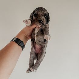 Vada - Merle female Sheepadoodle puppy in Wabash, Indiana from DOODCompany