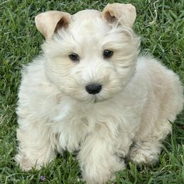 CHAPI - Wheaten male Miniature Schnauzer puppy in Newton, Alabama from Grace’s Schnauzers Paradise USA