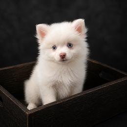 Liam - White male Pomsky puppy in Amarillo, Texas from Pom Pom Pomskies