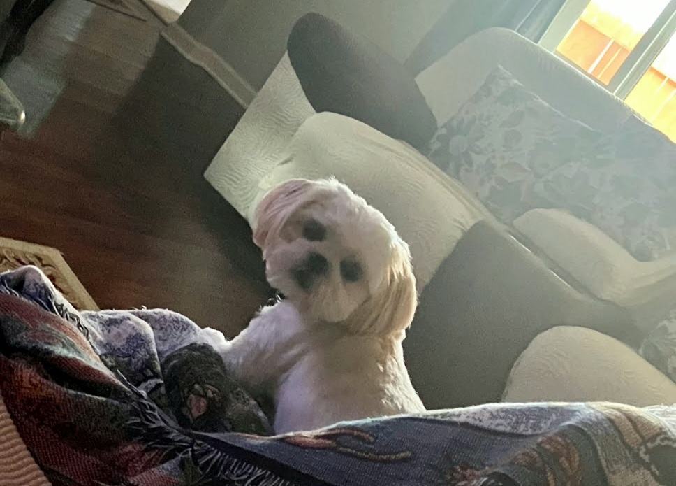 Shih Tzu Puppies from Shantii's Shih Tzu's