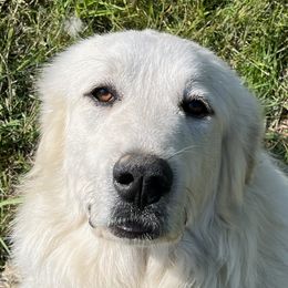 Willow - Great Pyrenees