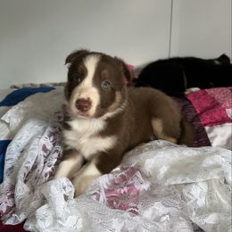 Amber - White and red female Border Collie puppy in Henagar, Alabama from Ridge Kap Border Collies