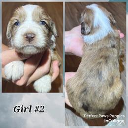 Girl 2 - Brown merle female Aussiedoodle puppy in Hillsboro, Illinois from Perfect Paws Puppies