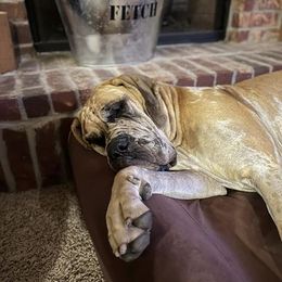 Great Dane All Grown Up from Riverwood Danes