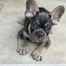 French Bulldog All Grown Up from Caring Hearts Kennel