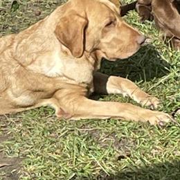 Labrador Retrievers from Woodcreek Lab