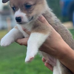 Pembroke Welsh Corgis from Melody Creek