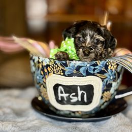 Ash (Dapple Doxiepoo) - Brindle male Companion Cross puppy in Waldron, Arkansas from Kay’s Cutie Poos