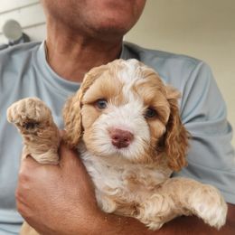 Twix - Caramel male Australian Labradoodle puppy in Ocala, Florida from Vinton Valley Australian Labradoodles