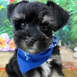 Franklin - Black male Miniature Schnauzer puppy in Sylvania, Georgia from Southern Sky Miniature Schnauzers