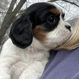 Belle - Tri-color female Cavalier King Charles Spaniel puppy in Wilton, California from Becky's Cavalier King Charles Spaniels