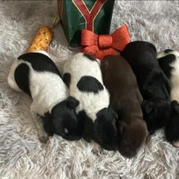 Girl 4 - Black roan female German Shorthaired Pointer puppy in Laporte, Minnesota from Northern Odyssey Gun Dogs