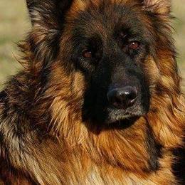 German Shepherds from Bergerhaus German Shepherds