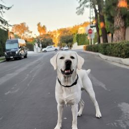 Labrador Retriever All Grown Up from Chateau St. John