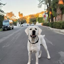 Labrador Retriever All Grown Up from Chateau St. John