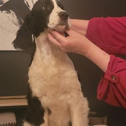 English Springer Spaniels from Karen's English Springer Spaniels