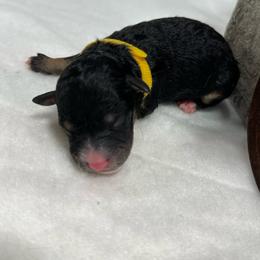 Puppy 5 - Tri-color male Bernedoodle puppy in Leesport, Pennsylvania from Bechtel’s Tiny Bernadoodles