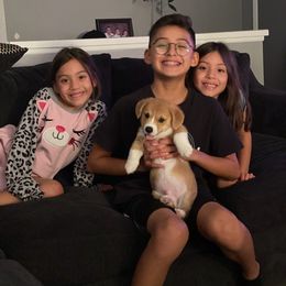 American Corgi and Pembroke Welsh Corgi Puppies from Driftin' Sand Farms