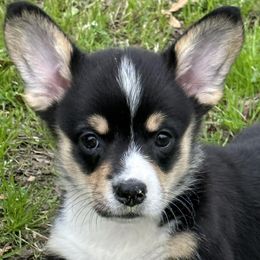 American Corgis from Herd Immunity American Corgi’s