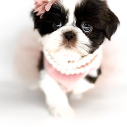 Reserved - Liver and white Shih Tzu puppy in League City, Texas from Divine Pups