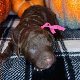 Sally - Chocolate female Goldendoodle puppy in Hobbs, New Mexico from Penny Doodles