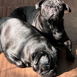 Pugs from GIGI's PUGS