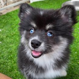 Oakley - Black and white female Pomsky puppy in La/Oc, California from SoCal Pomskies LLC