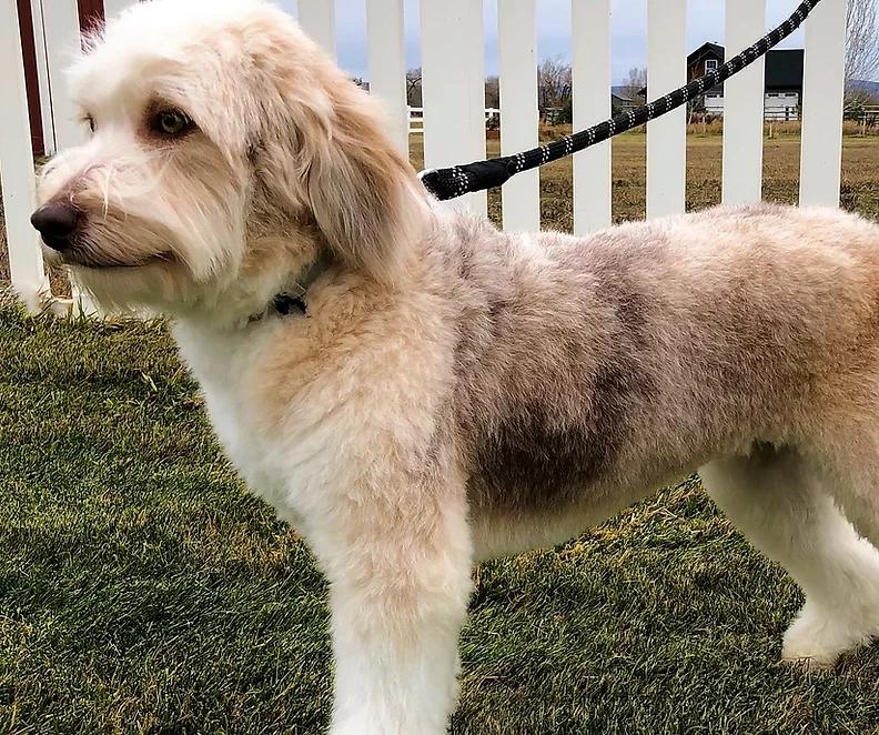 Evergreen Doodle Dogs in Washington | Bernedoodle, Cockapoo ...