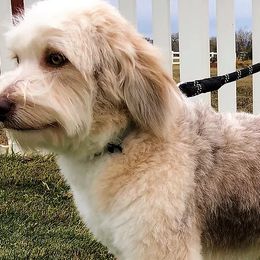Assorted Doodle Crosses, Aussiedoodles, Bernedoodles, Cockapoos, Goldendoodles, Poodles, and Toy Australian Shepherds from Evergreen Doodle Dogs