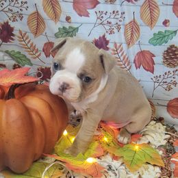 M3 - Blue male Boston Terrier puppy in Wilson, North Carolina from Chrysco Boston Terriers