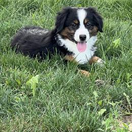 Miniature Australian Shepherd Puppies from Darcie Clingan