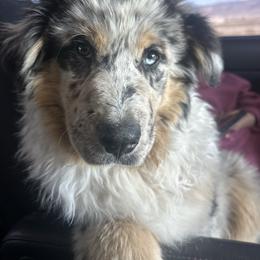 Colt - Australian Shepherd