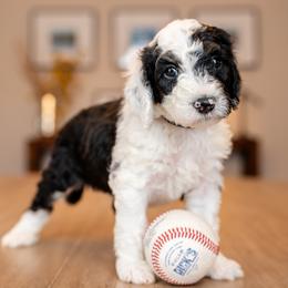 Cowboy Curtis - Black and white male Bernedoodle puppy in Chandler, Arizona from Phoebe's Bebies