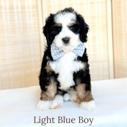 Light Blue Boy - Tri-color male Bernedoodle puppy in Rochester, New York from Point Breeze Doodles, LLC