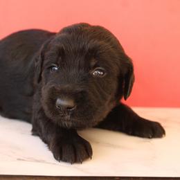 Teal collar - Black female Labradoodle puppy in Apache Junction, Arizona from Loving Doodle