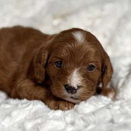 Cavapoos from McCloud’s Poodles & Doodles