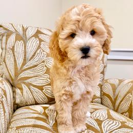 Ivy - Apricot female Goldendoodle puppy in Jones, Michigan from KaZoo Doodles