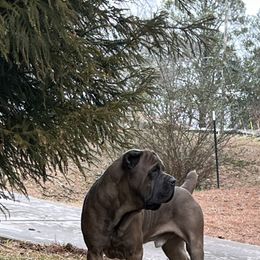 Mufasa - Cane Corso
