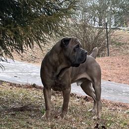 Mufasa - Cane Corso
