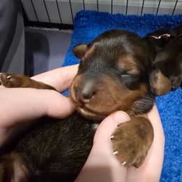 Pink Collar ON HOLD - Red female Dachshund puppy in Zebulon, North Carolina from Salt of the Earth Dachshunds