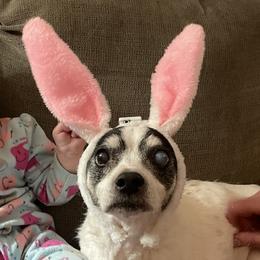 Rat Terriers from Pets Are Priceless Ratties
