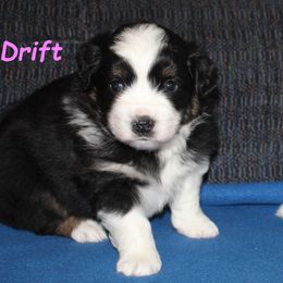 Drift - Black tri female Miniature American Shepherd puppy in Hillsdale, Michigan from Faithwalk Aussies and Mini American Shepherds