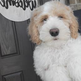Fitz- Brown Collar - Parti male Goldendoodle puppy in Fort Worth, Texas from Stacy Warwick