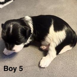 Boy 5 - Black and white male Havanese puppy in Elkins, Arkansas from Havana Knights Havanese